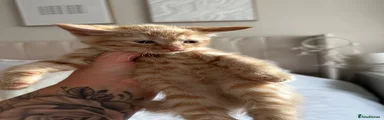 Ginger/Blonde boy 2