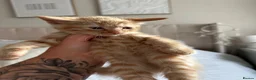 American Shorthair cats for sale: 2 Ginger/Blonde boys , 4 calico girls - Advert 13