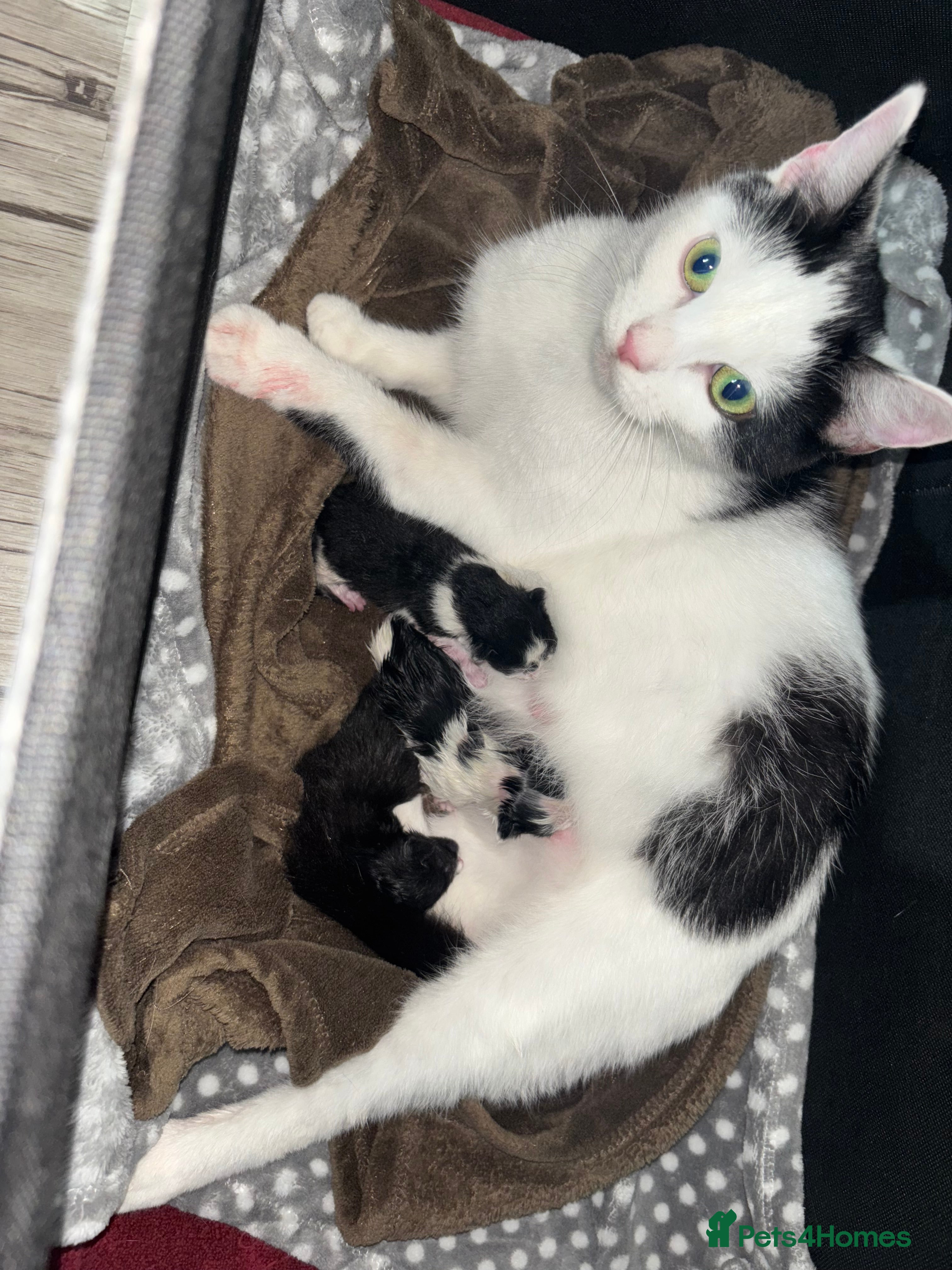 Domestic Shorthair cats 3 kittens available  - Advert 1