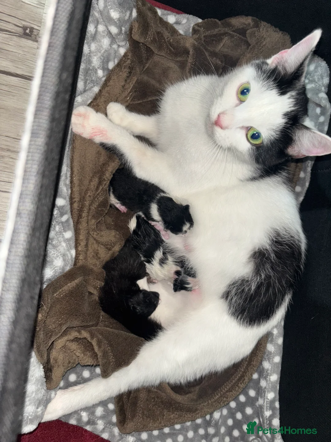 Domestic Shorthair cats for sale: 3 kittens available  in Watford - Advert 1