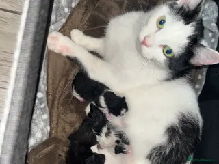 Domestic Shorthair cats 3 kittens available - Advert 14