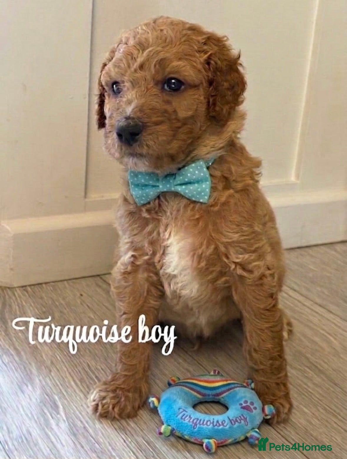 Goldendoodle dogs F1bb goldendoodle puppies  - Advert 2