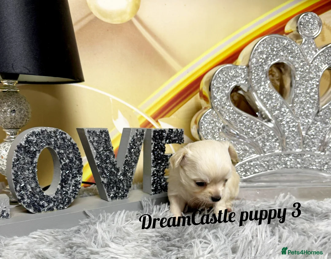 Chihuahua dogs for sale: KC reg Long coat boys available  - Advert 10