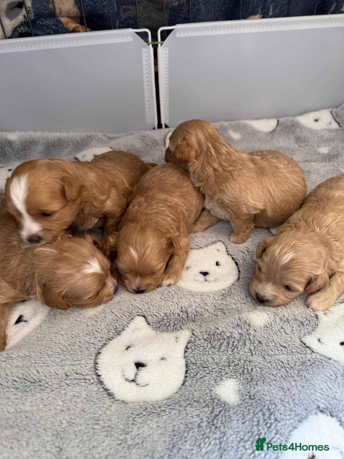 Maltipoo dogs for sale: Beautiful maltipoo puppies ready for loving homes! in London - Advert 3