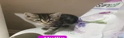 Mixed Breed cats for sale: Beautiful bengal mixed kittens - Advert 6