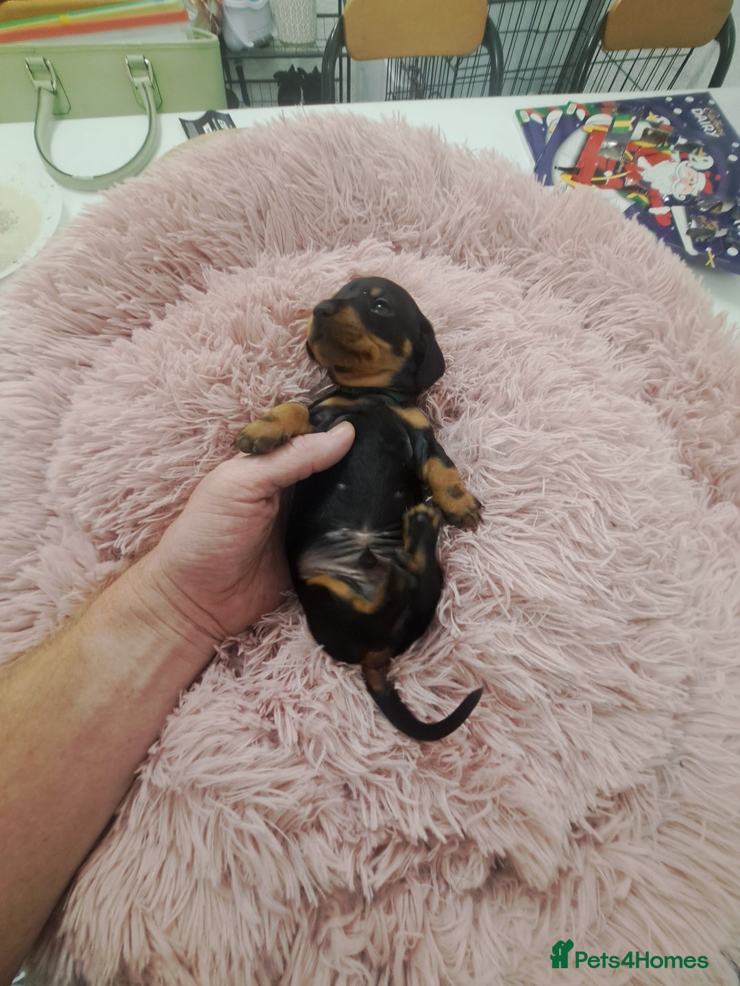 Miniature Dachshund dogs for sale: Minature Dachshund Puppies - Advert 6