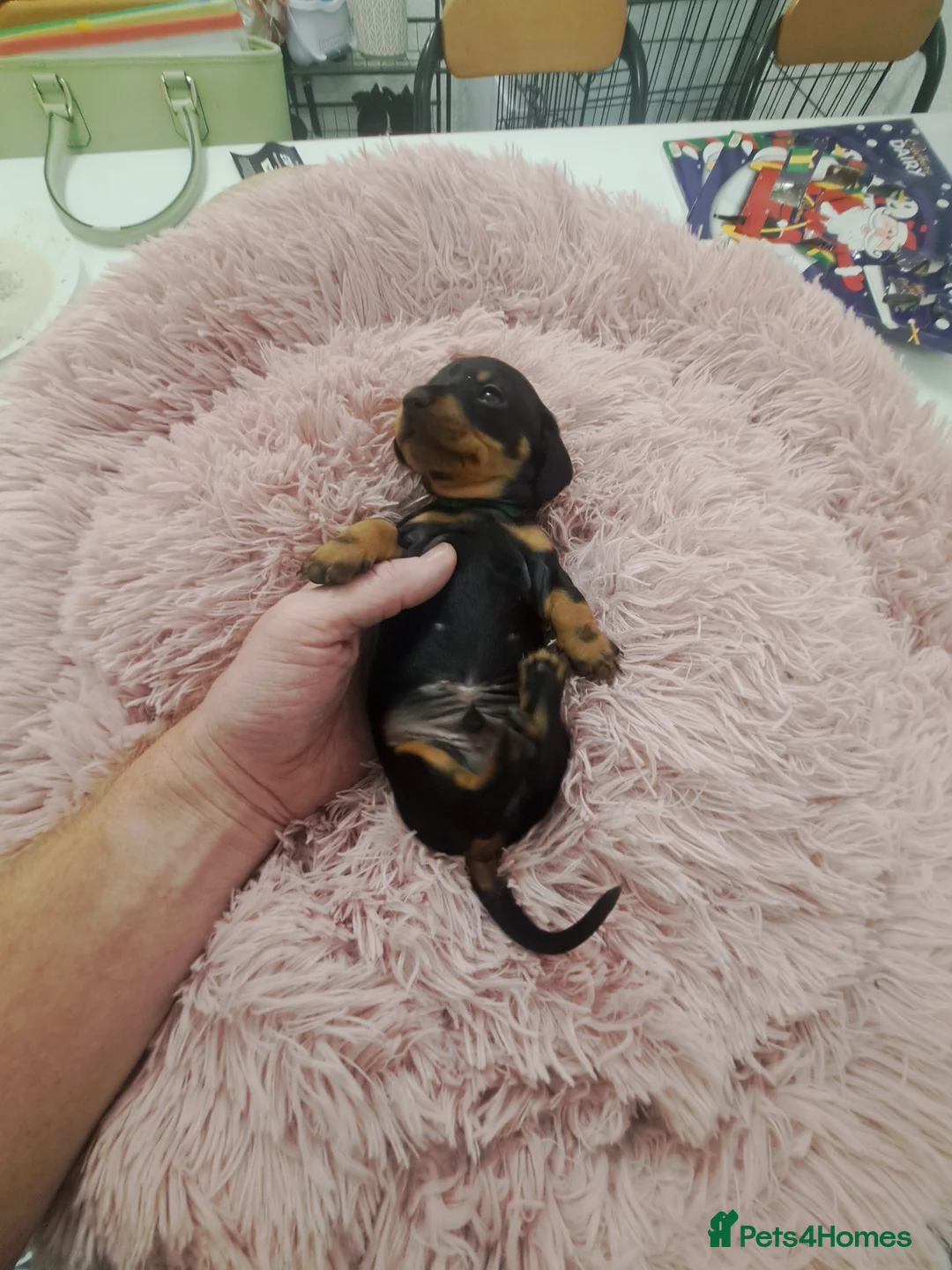 Miniature Dachshund dogs for sale: Minature Dachshund Puppies 1 boy remaining - Advert 6