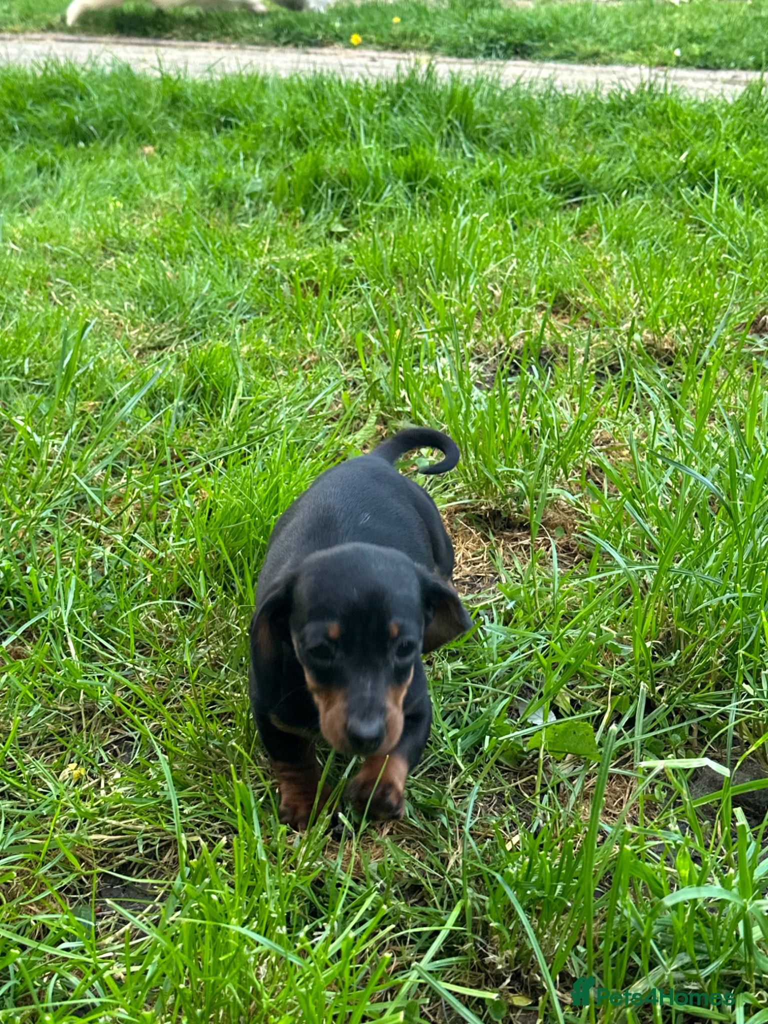 Dachshund dogs Miniature Daschunds puppies  . (Ready to leave now - Advert 1