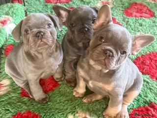 French Bulldog dogs - Advert 1