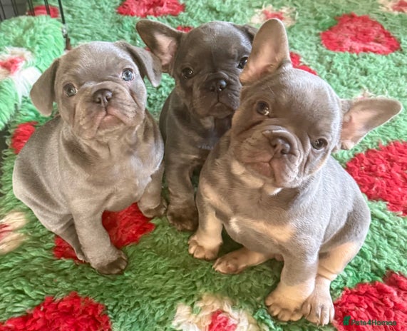 French Bulldog dogs - Advert 1