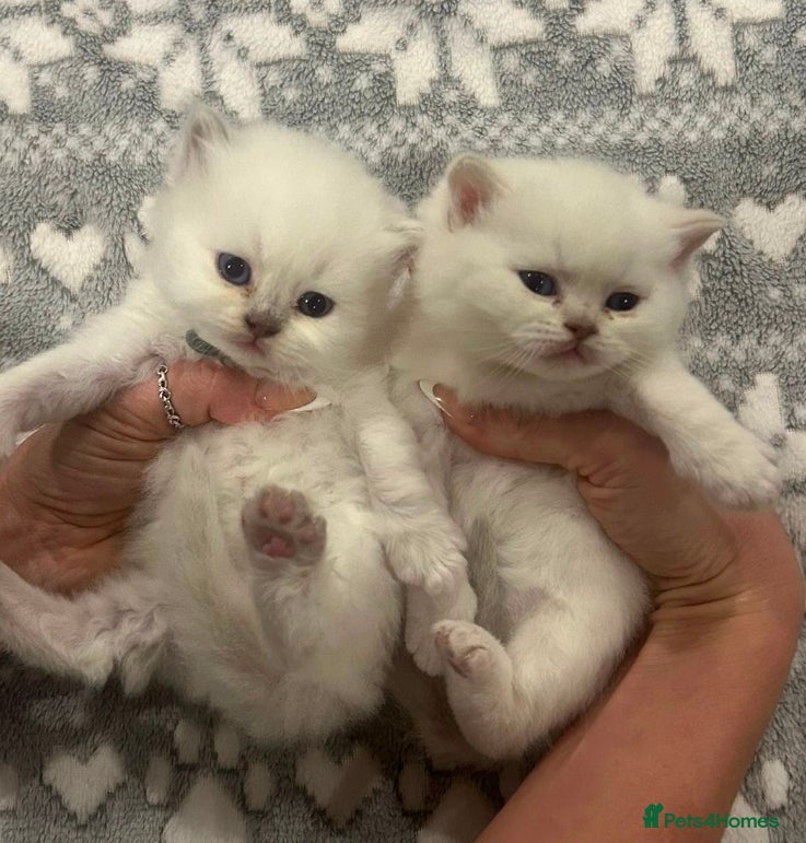 British Shorthair cats British shorthair  - Advert 9