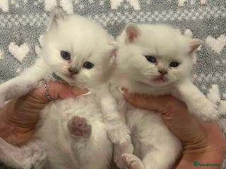 British Shorthair cats Pedigree british shorthair GCCF registered - Advert 3