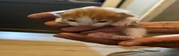 Domestic Shorthair cats for sale: Last two little kittens £80 - Advert 5