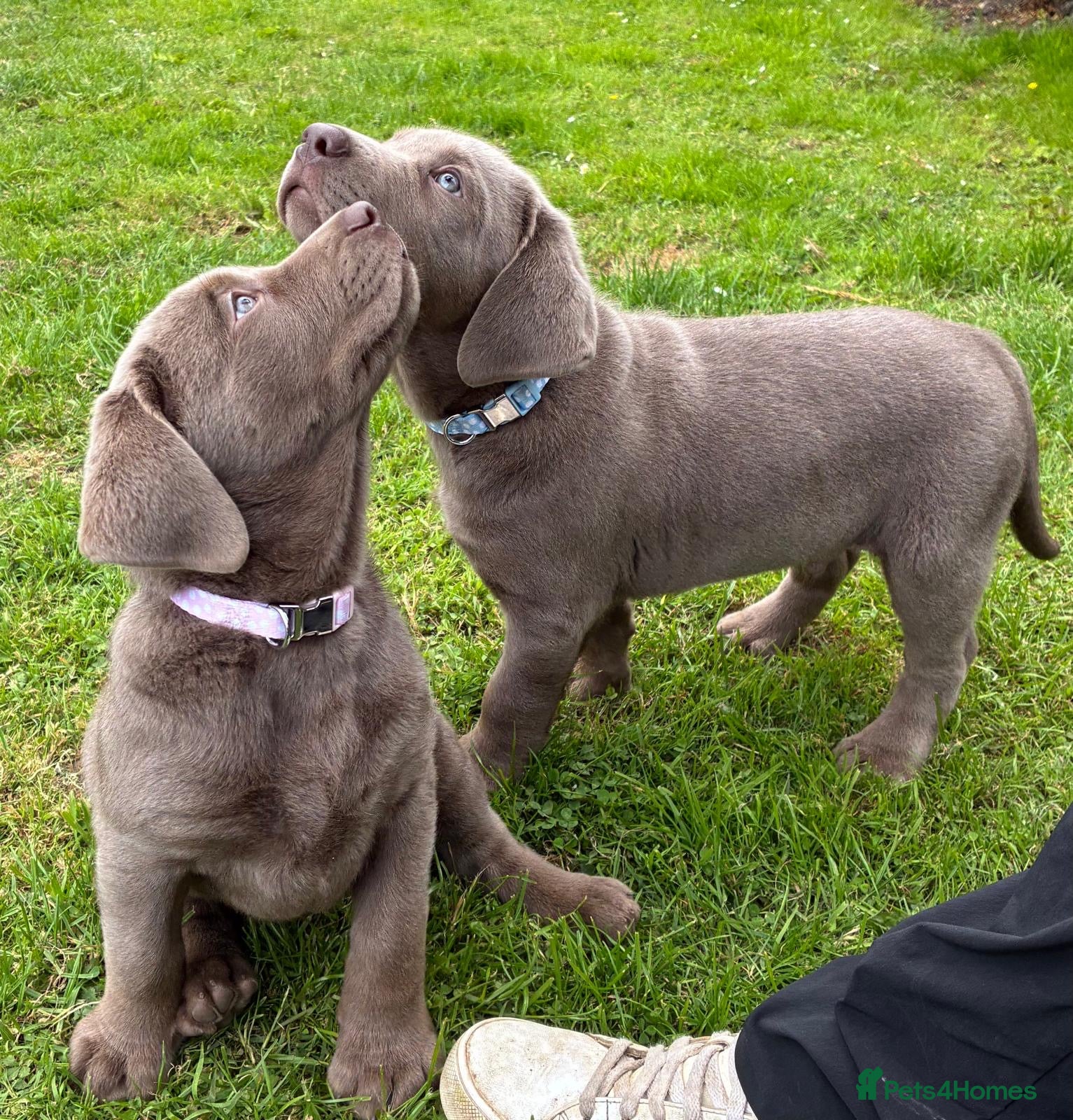 Labrador Retriever dogs Gorgeous Silver Labrador Puppies  - Advert 1