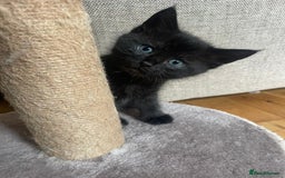 Maine Coon cats for sale: Fluffy shiny half maine coon - Image 1