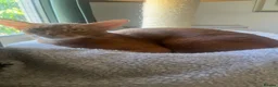Abyssinian cats for sale: Gorgeous Abyssinian girl  - Advert 2