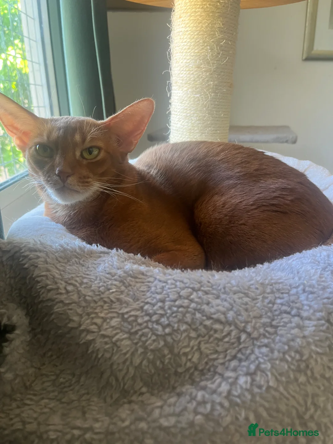 Abyssinian cats for sale: Gorgeous Abyssinian girl  - Advert 2