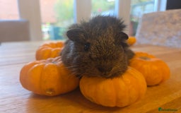 Guinea Pig rodents for sale: READY NOW. 2 young Sister Guinea Pigs - Image 2