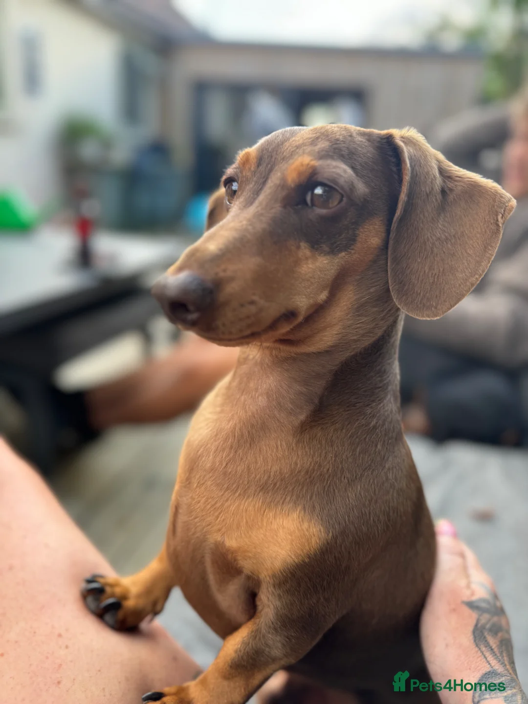 Miniature Dachshund dogs for sale: Miniature dachshund  - Advert 5