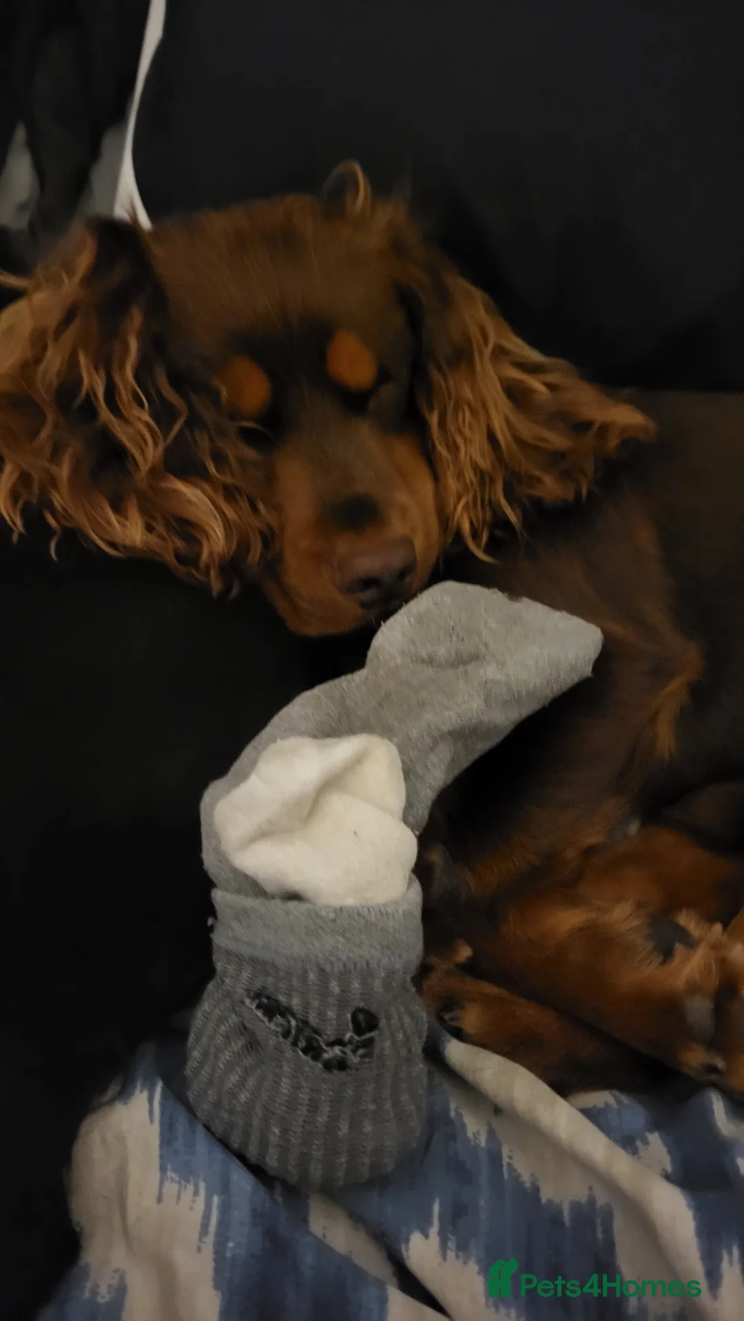 Cocker Spaniel dogs for stud: Choc Tan KC Stud - Advert 5