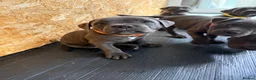 Staffordshire Bull Terrier dogs for sale: Beautiful blue Staffordshire Bull Terrier Puppies  - Advert 2