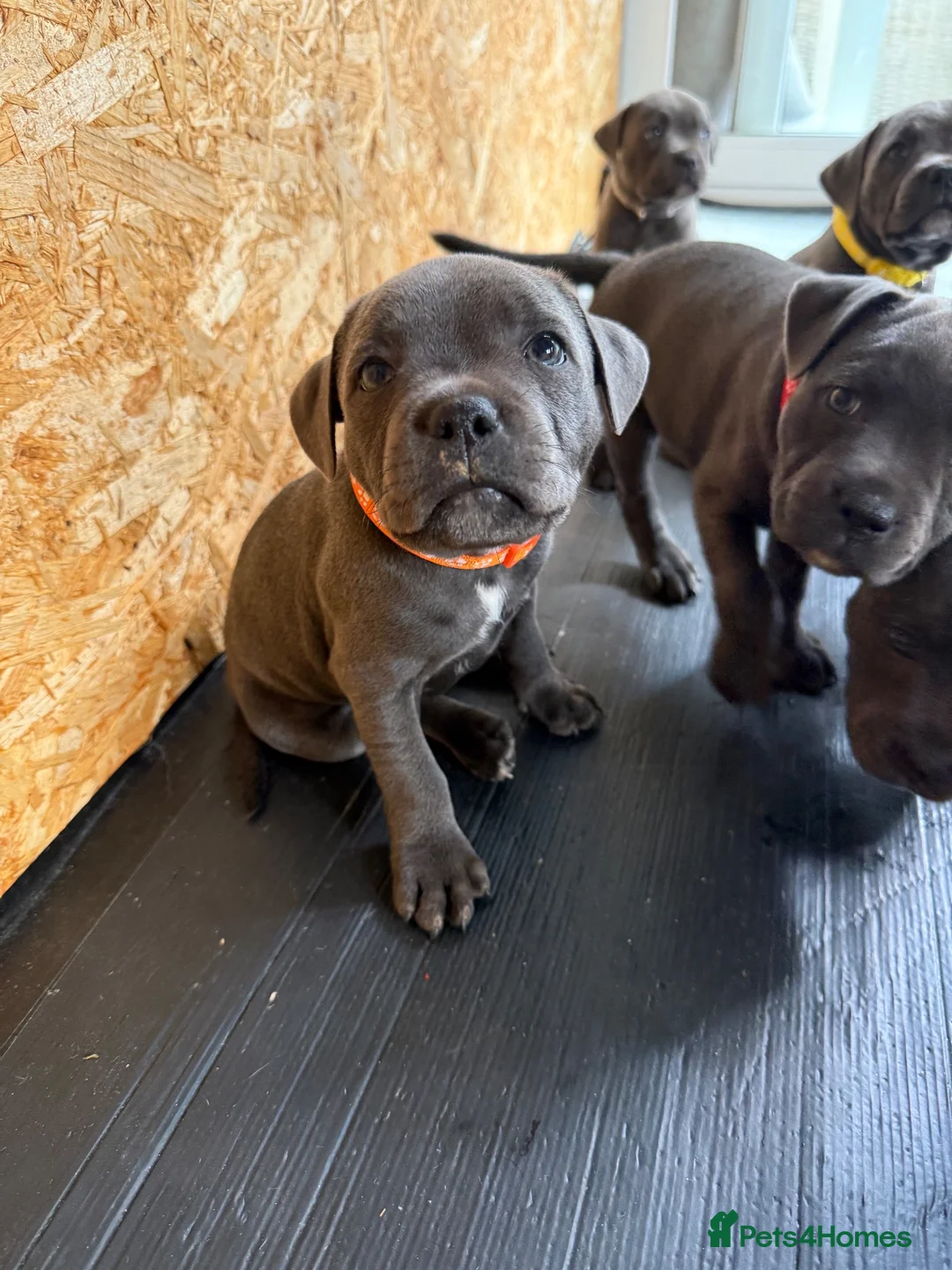 Staffordshire Bull Terrier dogs for sale: Beautiful blue Staffordshire Bull Terrier Puppies  - Advert 2