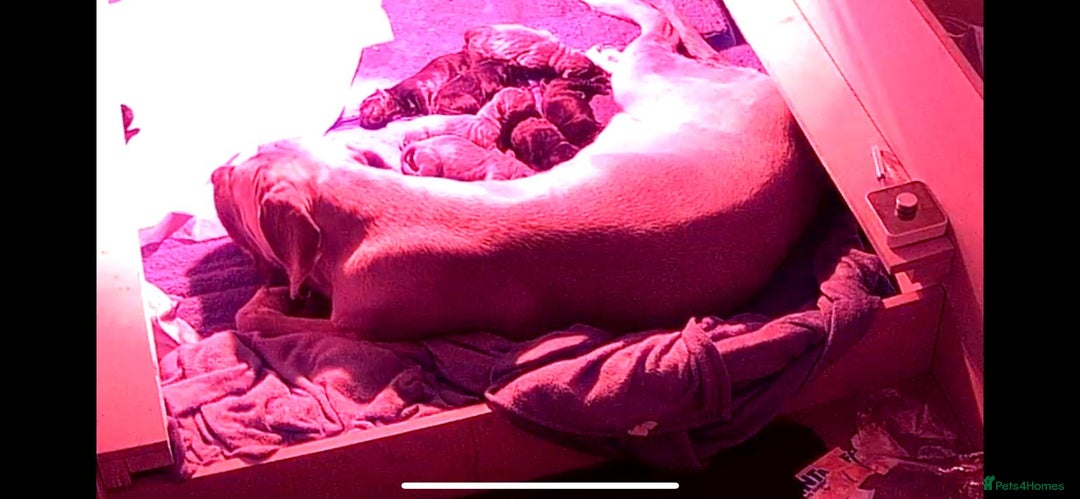 Cane Corso dogs for sale: Beautiful Cane Corso puppies  - Advert 18