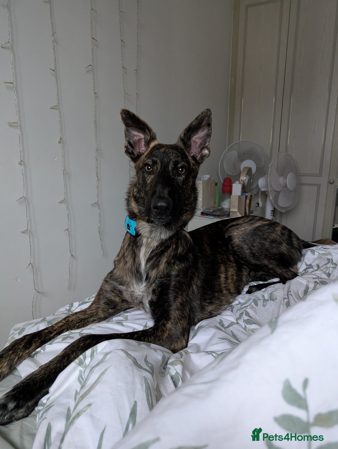 Mixed Breed dogs for sale: Knox - Shephound - Advert 11