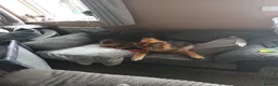 German Shepherd dogs for sale: German shepherd needs a new home  in Knaresborough - Advert 3