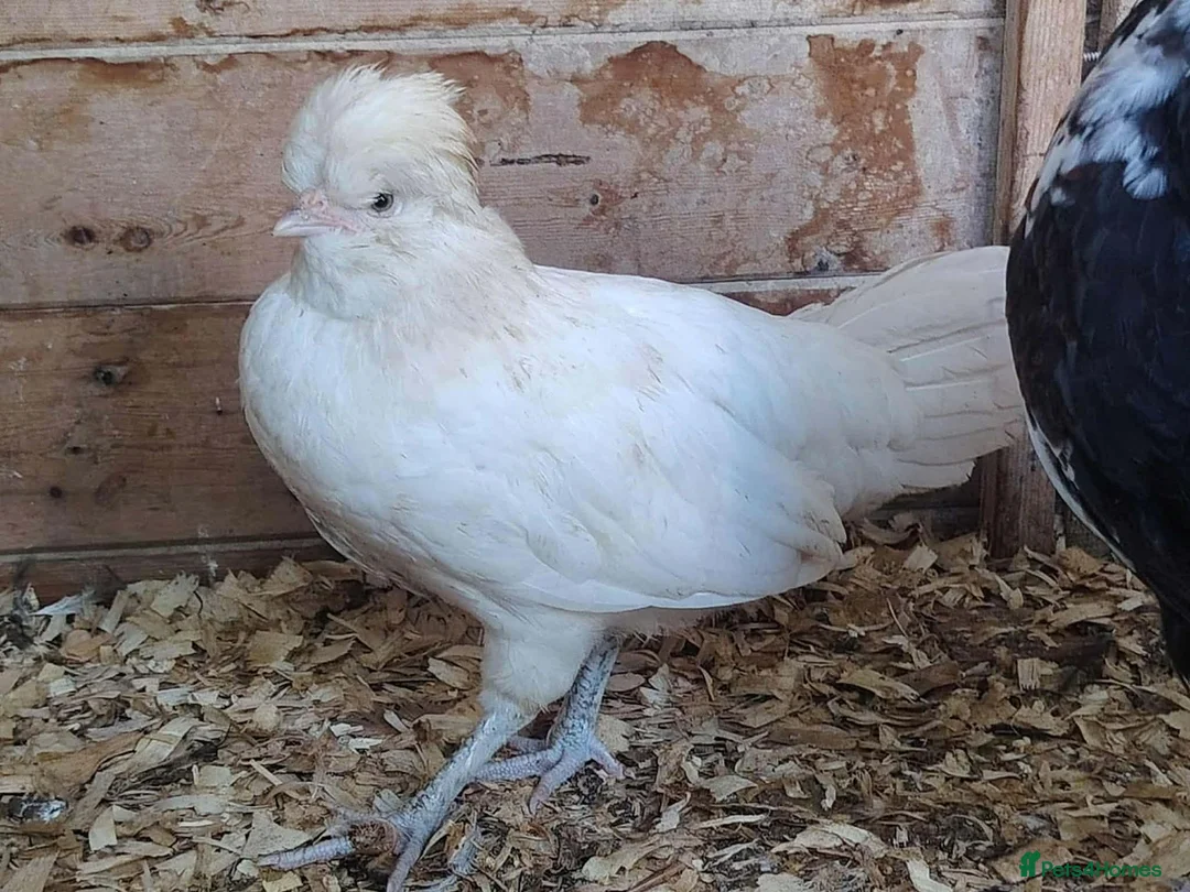 Chickens poultry for sale: Cockeral and 2 hens - Advert 1