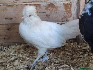 Chickens poultry Cockeral and 2 hens - Advert 14