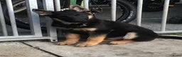 German Shepherd dogs for sale: German shepherd puppies READY NOW - Advert 2