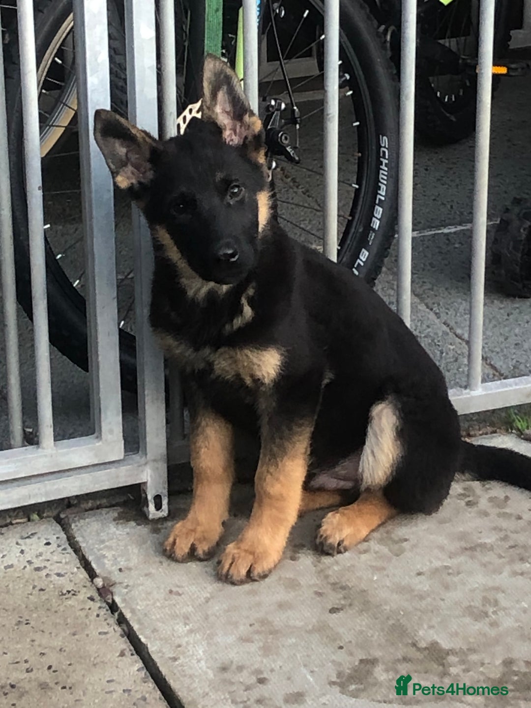 German Shepherd dogs for sale: German shepherd puppies READY NOW - Advert 2