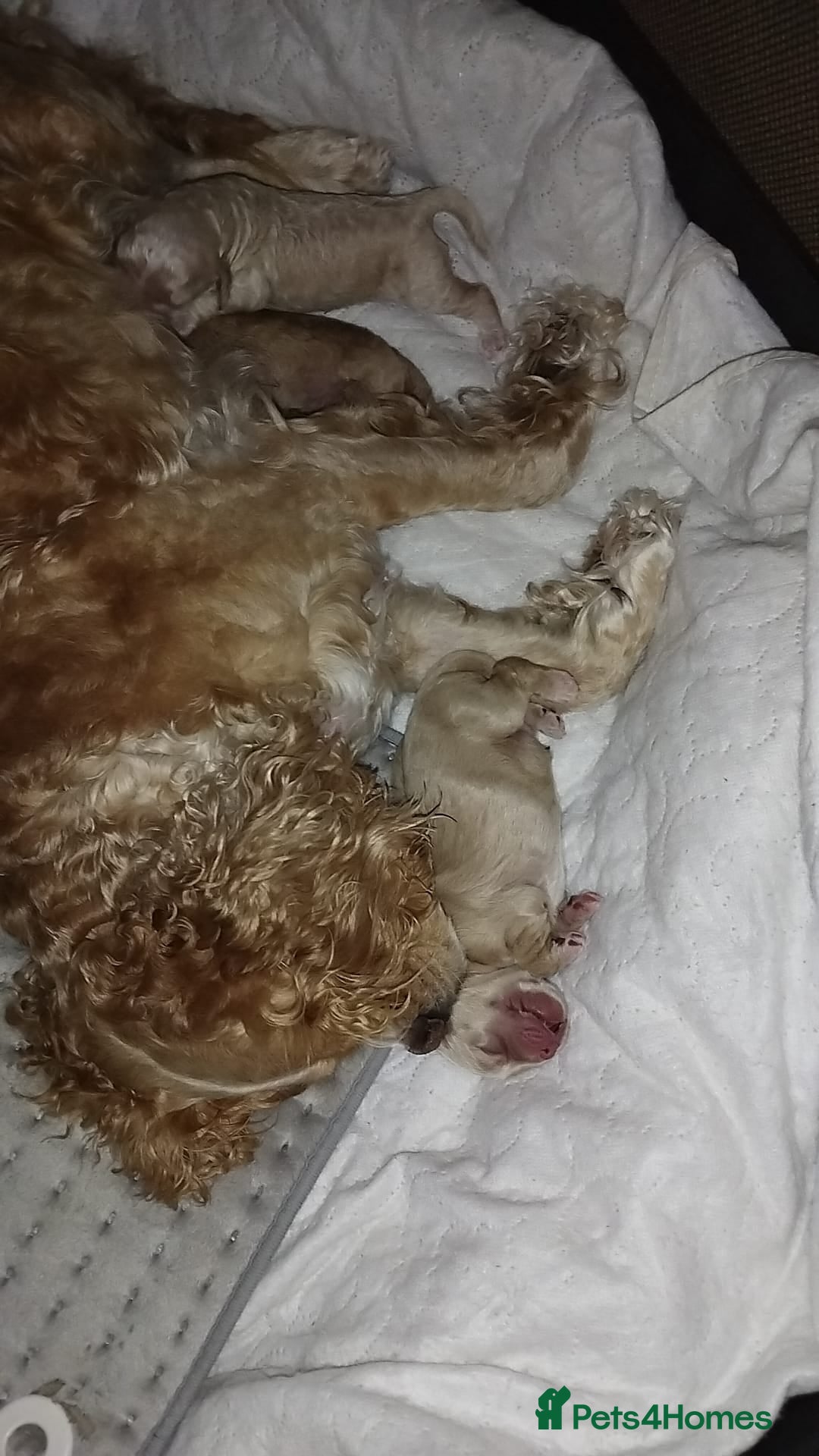 Mixed Breed dogs for sale: CavalierxCocker Spaniel Puppies -Both Parents Here - Image 19