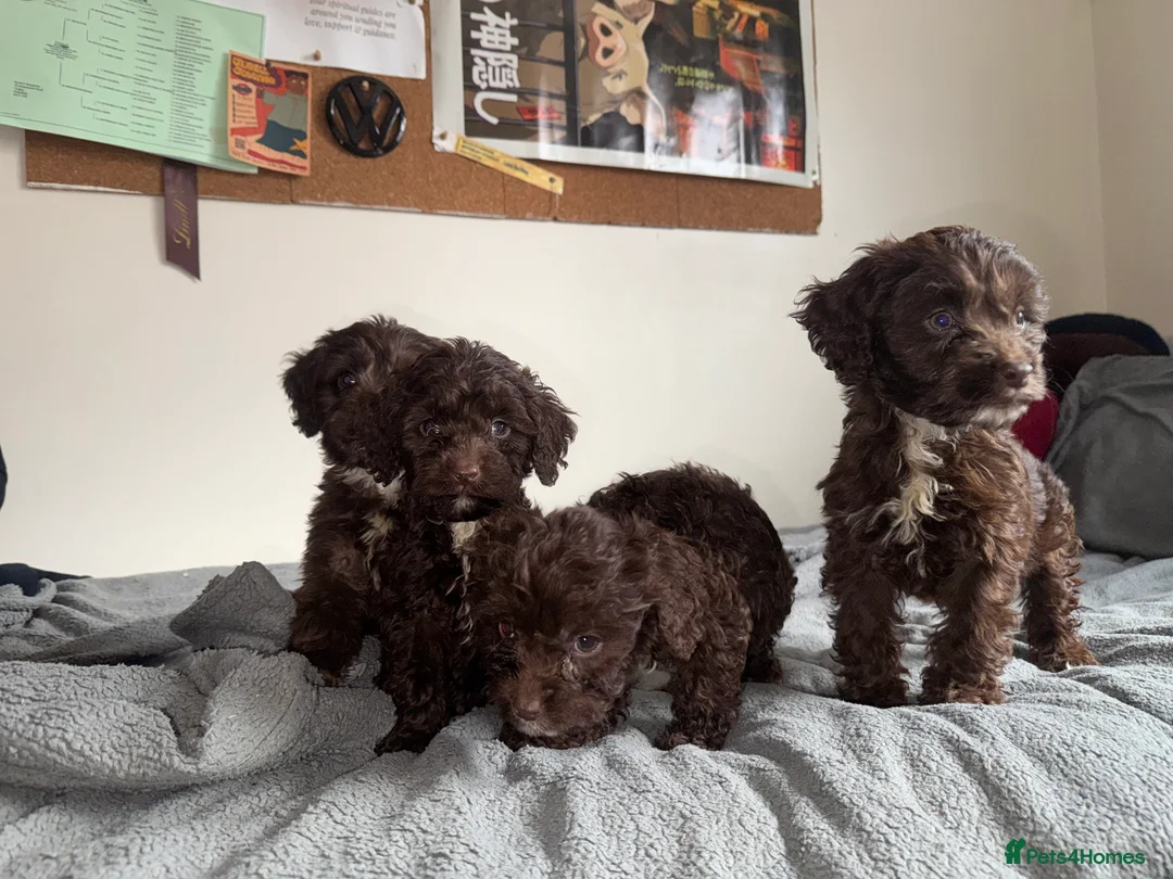 Cockapoo dogs for sale: Adorable F1 chocolate cockapoo pups - Advert 9