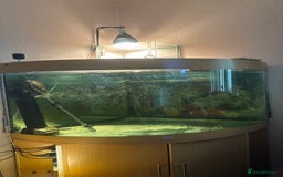 Turtle reptiles for sale: Mississippi map turtle Free - Image 1