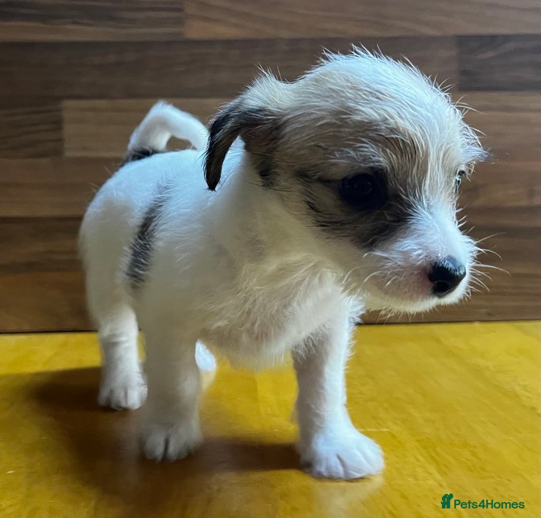 Mixed Breed dogs for sale: Jack Russell with a hint of Bichon Frise. - Image 10