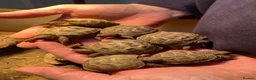 Tortoise reptiles for sale: Baby Horsfield Tortoises for sale - Advert 13