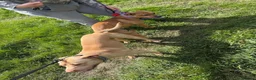 Mixed Breed dogs for sale: Bully breed puppies - Advert 3