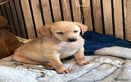 Labrador Retriever dogs for sale: Stunning Labrador puppies ready Wednesday!!! - Image 2