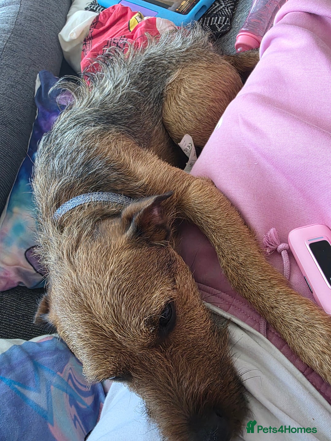 Patterdale Terrier dogs for sale: Adult dog - Image 2
