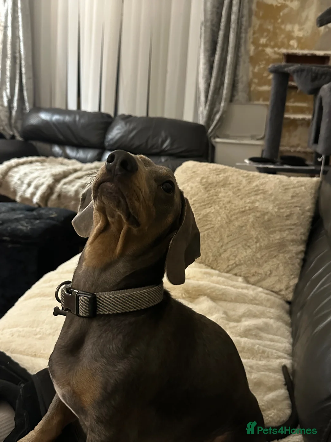 Miniature Dachshund dogs for sale: Male miniature dachshund  - Advert 9