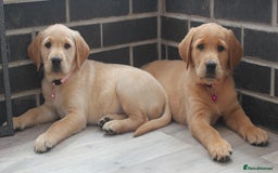 Goldador dogs for sale: Beautiful Goldador Puppies in Garndolbenmaen - Image 26