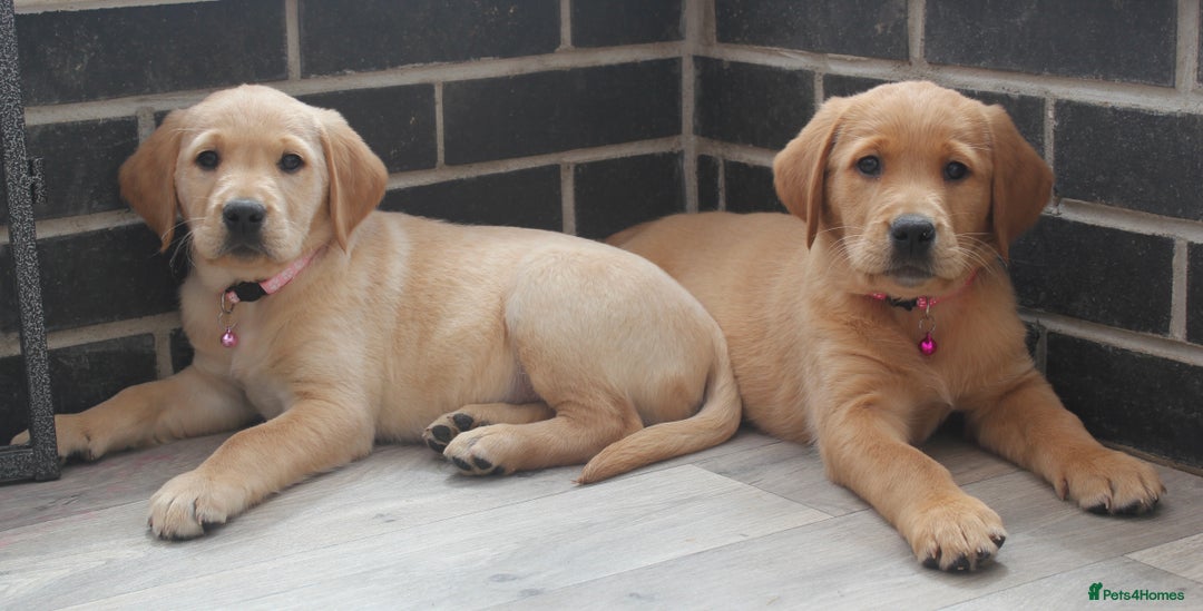Goldador dogs for sale: Beautiful Goldador Puppies in Garndolbenmaen - Image 26