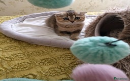 British Shorthair cats for sale: Scottish Fold and Straight kittens  - Image 28