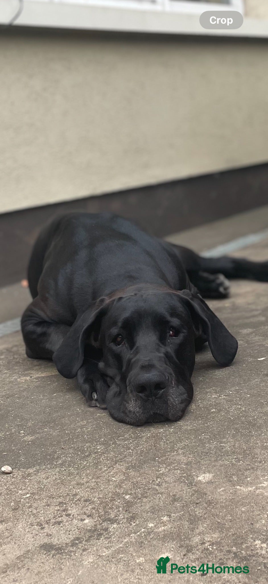 Great Dane dogs Black Female Great Dane 5yrs Old - Advert 11