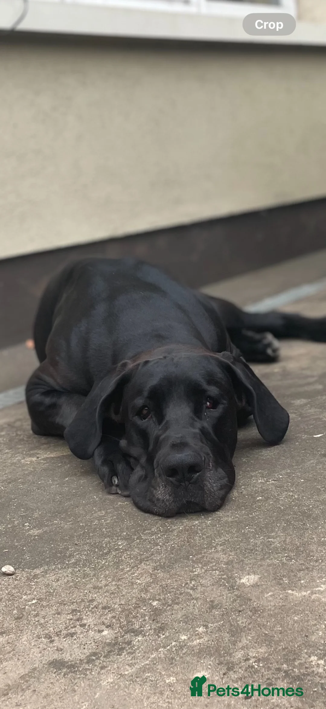 Great Dane dogs for sale: Black Female Great Dane 5yrs Old in Windsor - Advert 1