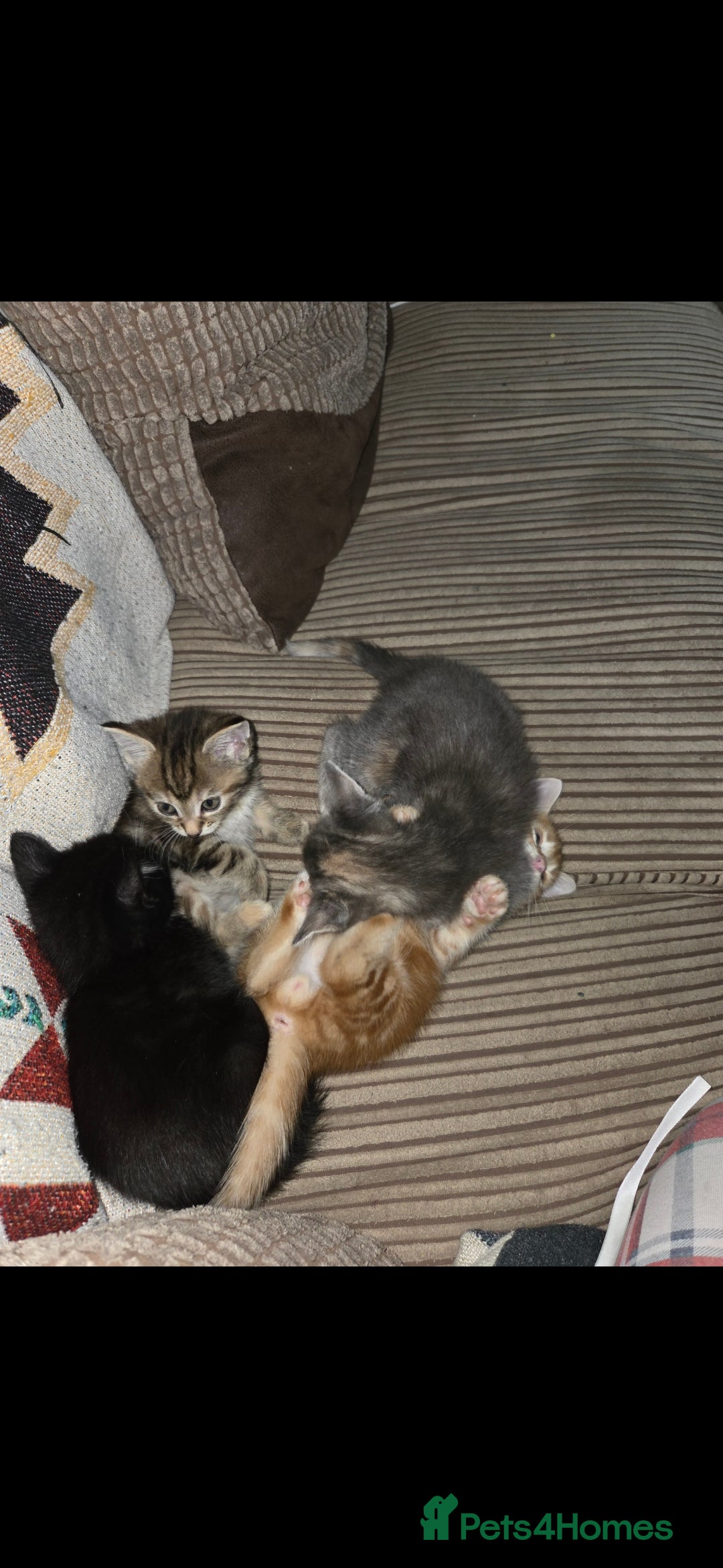 Mixed Breed cats for sale: Kittens  - Advert 8