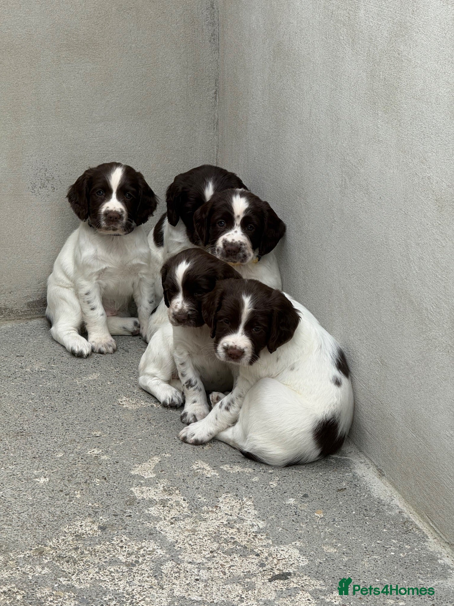 English Springer Spaniel dogs Springer spaniel puppies  - Advert 1