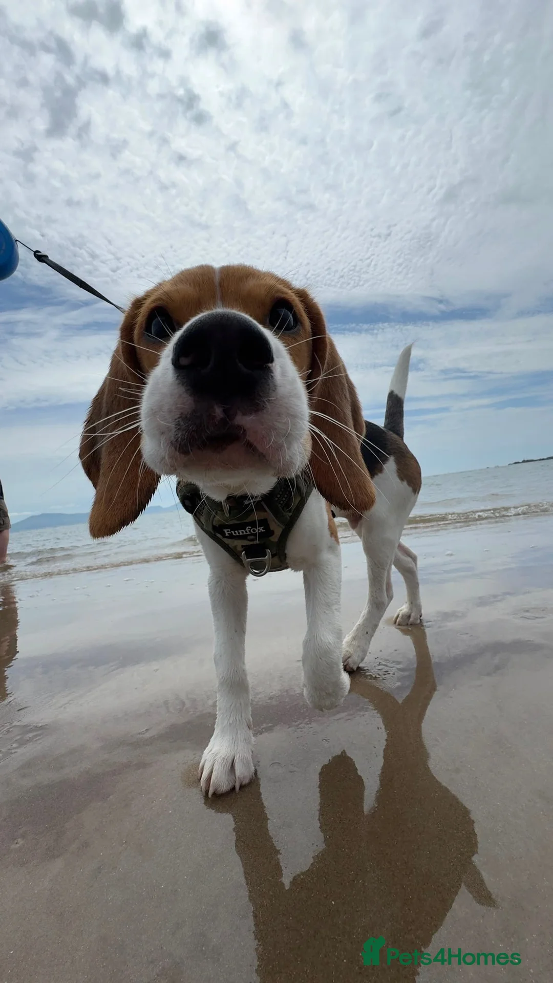 Beagle dogs for sale: Beagle puppy 6 months old male  - Advert 2